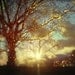 Tree Photography, winter photography, christmas lights, sparkling sunset print.  Holiday gift. Landscape photography.