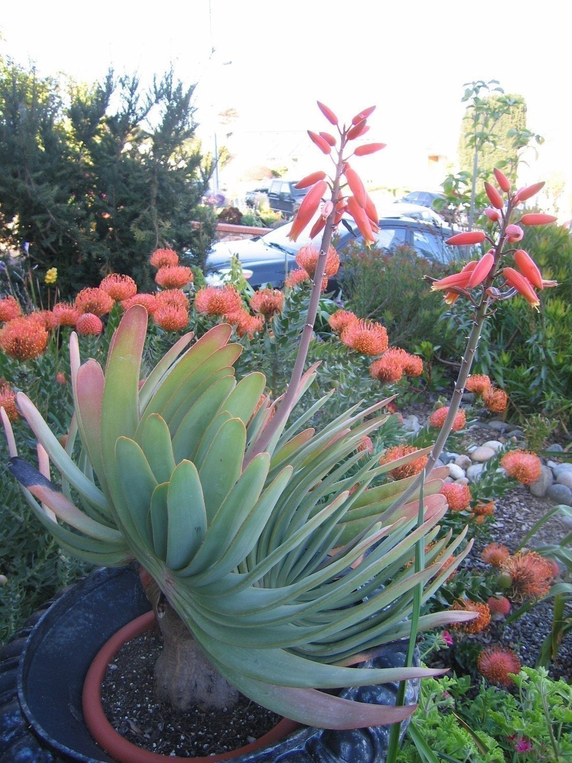 Aloe plicatilis-  FAN ALOE
