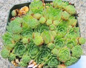 Sempervivum 'Rosie'-                                                                   Rosie Hens and Chicks Succulent