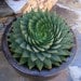 Aloe polyphylla-                 SPIRAL ALOE