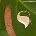 Morning Dew Earrings
