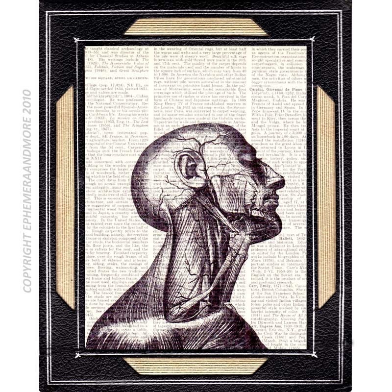 ANATOMICAL HEAD vintage illustration muscles neck head medical science doctor dictionary print book page art print dictionary art print 8x10