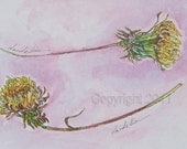 Dandelion, Dandelion, Original Art