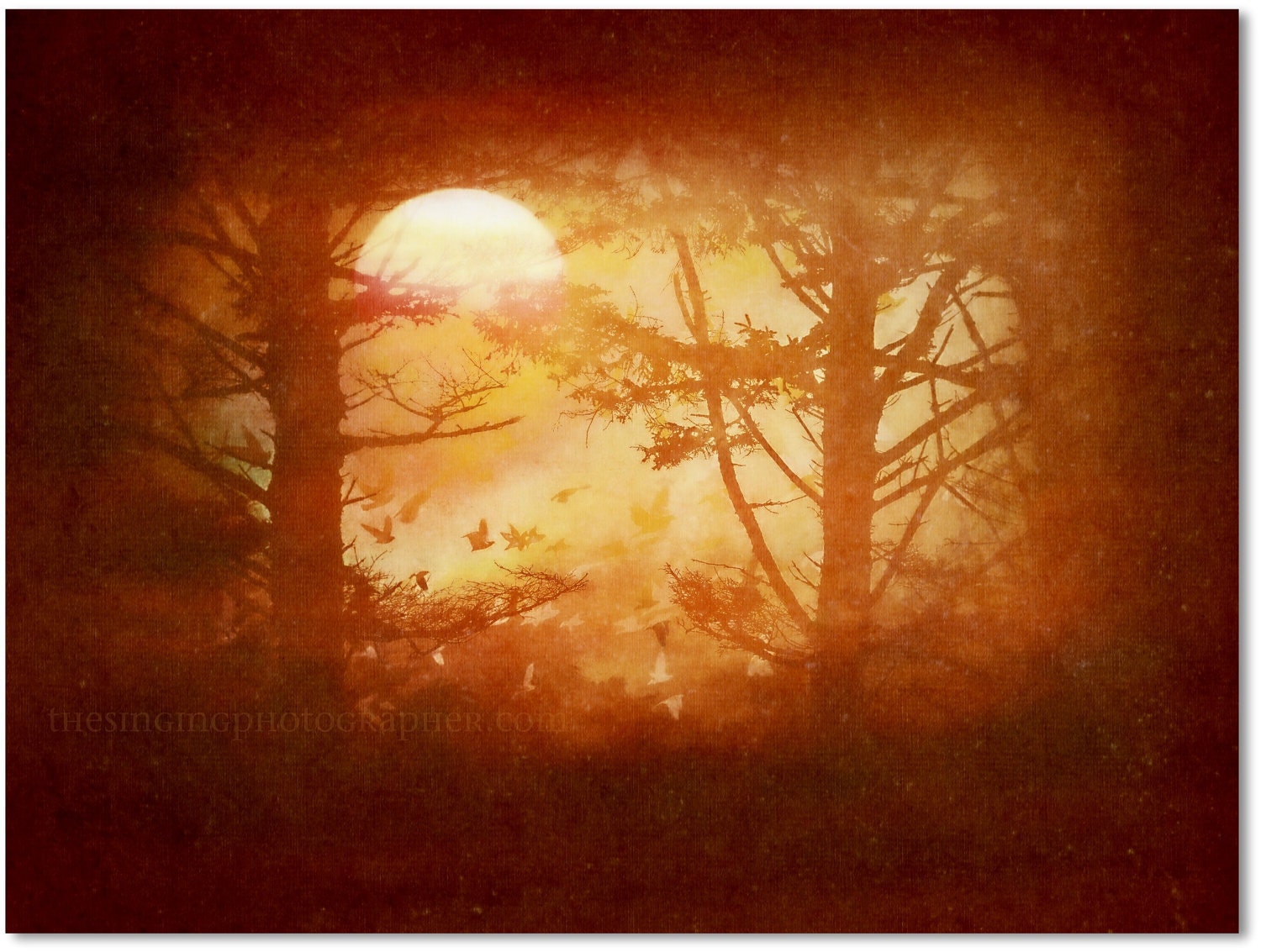 Harvest Moon - 8x10 Fine Art Photo Print