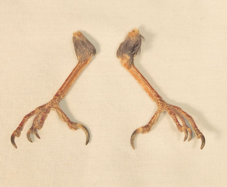 STARLING LEGS/FEET  real bird parts for taxidermy crafts, art materials, metal casting, and jewelry making