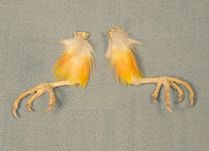 parrots legs