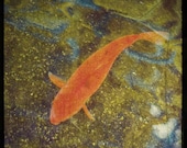 Koi Fish 12x12 ttv style photographic print