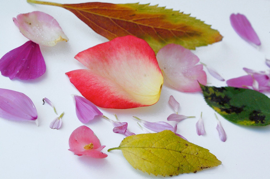 Petals and Leaves Herbarium Original Fine Art Photography/Home Decor/Botanical Art/Flower Photography