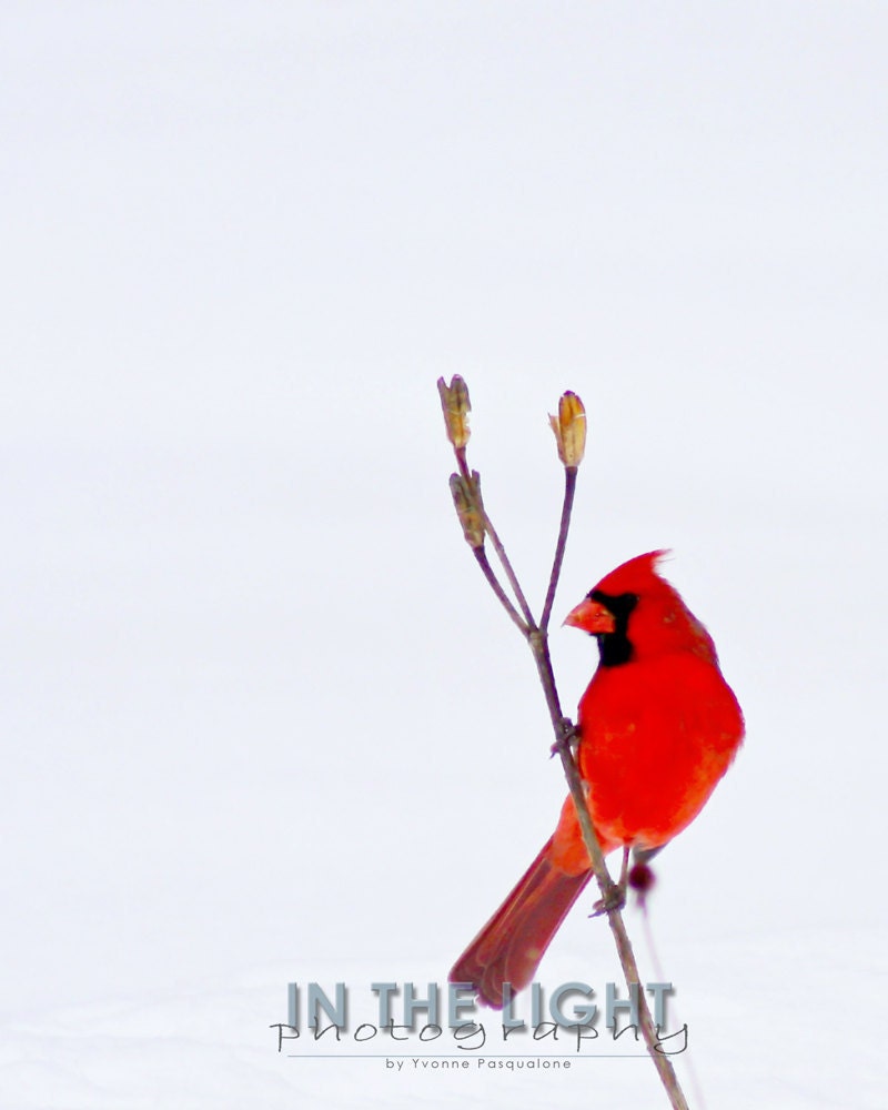 Red Cardinal perched in the snow - 5x7 fine art photo - InTheLightPhoto