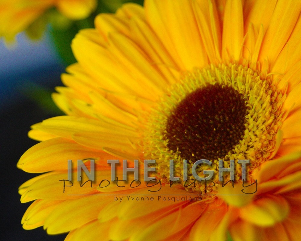 30% CLEARANCE Yellow Gerbera Daisy - 5x7 Fine Art Photo with foamboard