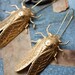 Cicada Metamorphosis Insect Earrings