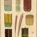 Art Print - Insect Wing at Microscopic Level. . . Vintage, 17th c., Reproduction No. 3126 (8.5 x 11 inches)