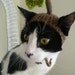 Under the Mistletoe Christmas Cat Hat