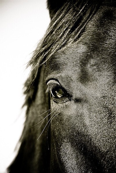 11x14 fine art horse metallic photograph