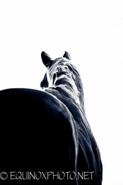 11x14 fine art horse metallic photograph