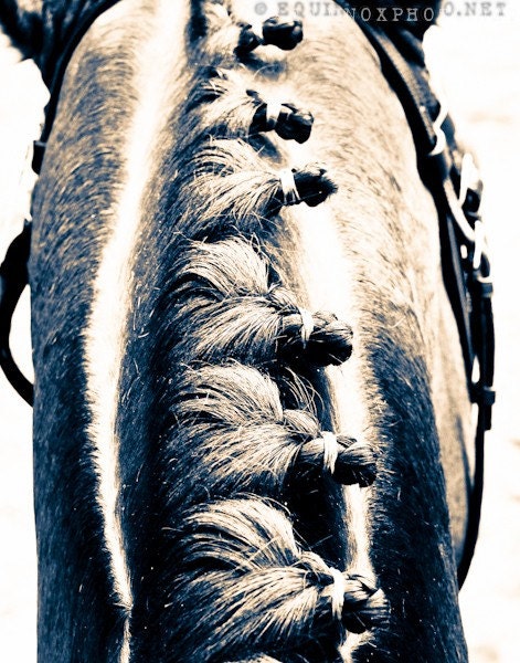 Details-11x14 metallic dressage photograph