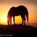 11x14 fine art horse metallic photograph