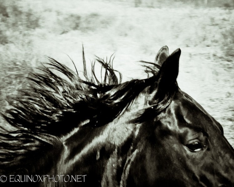 11x14 fine art horse metallic photograph