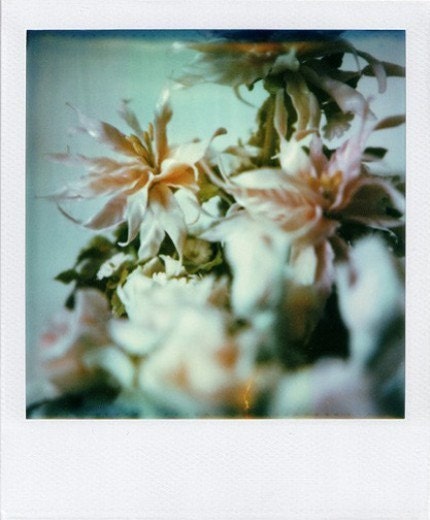 Polaroid art print of a still life porcelaine flowers blue tones printed on archival paper 8x10 inches