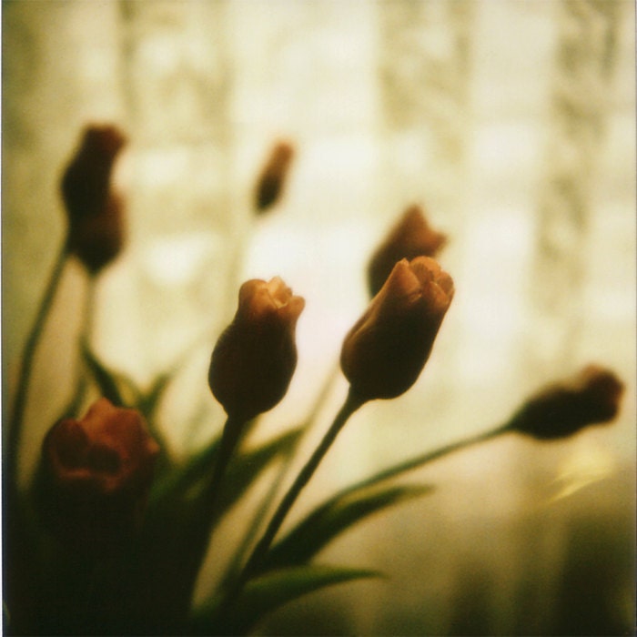 Polaroid 6x6 print of porcelain flowers, hand signed by its author