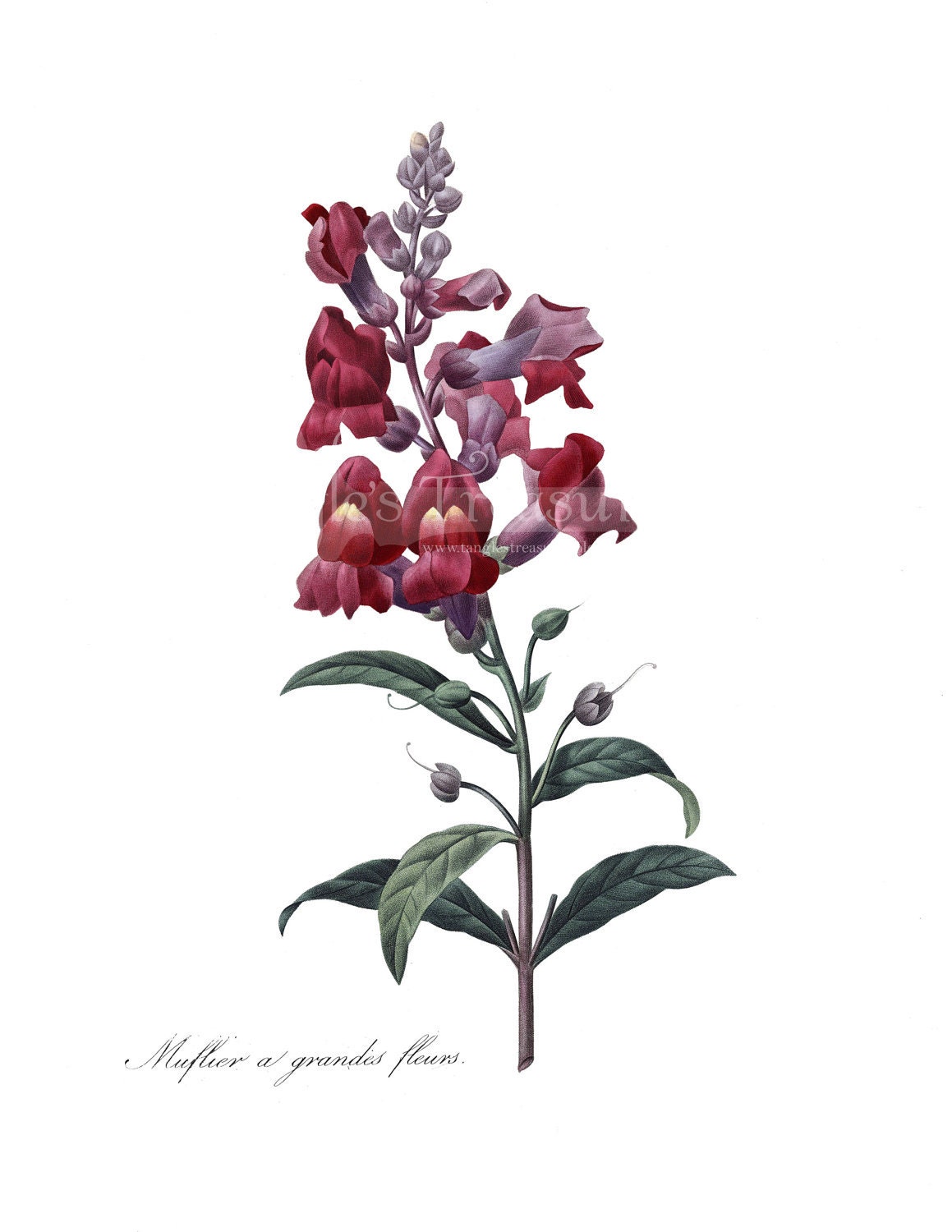 red snapdragon