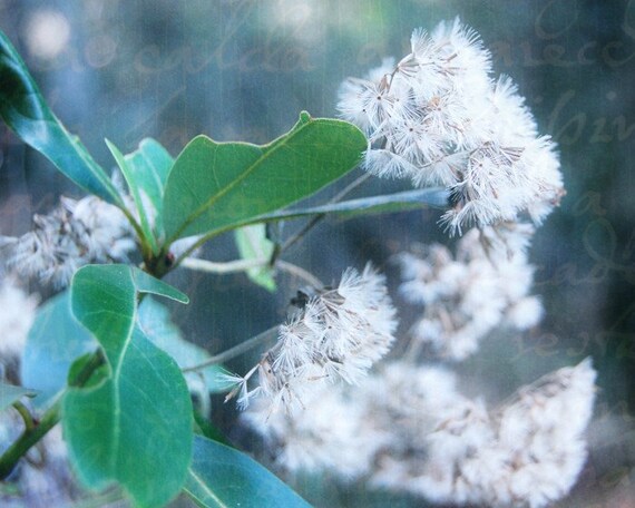 Florida Flurries - Woodland Blooms - White Flowers - Flowers for Wishes - Fine Art Photograph
