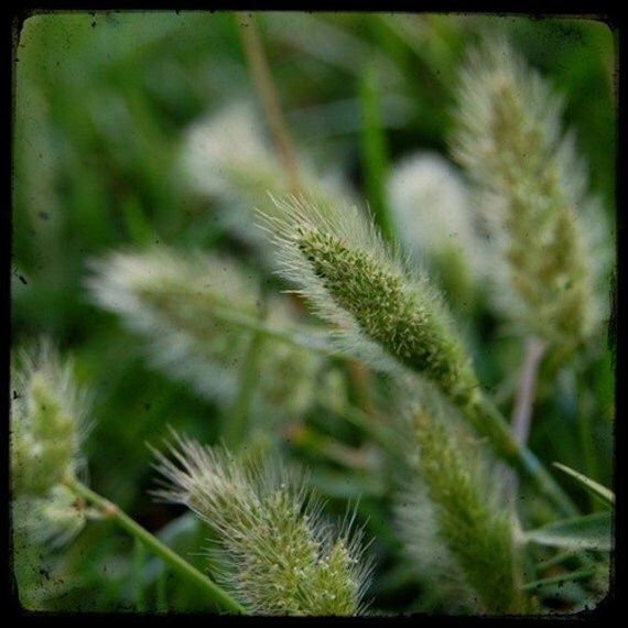 Eye of the Beholder - Seed Pod - Green Grass - Fine Art Photograph by Kelly Warren