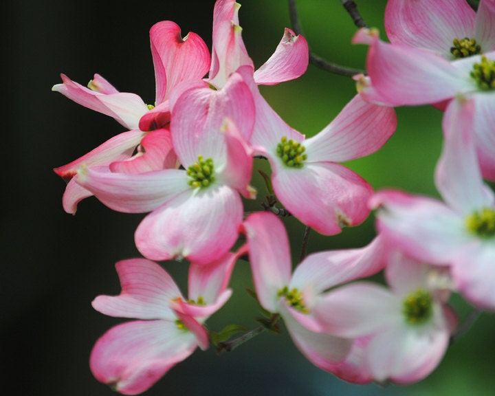 In the Pink - Pink Dogwood - Dogwood Blossoms - Fine Art Photograph by Kelly Warren