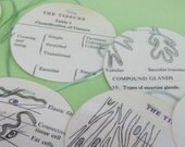 Tissues of the Body Garland