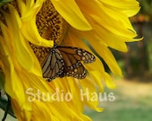 BOGO 50% off -  CYBER SALE -- Butterfly Sunflower - 5x7 - Fine Art Photography Print