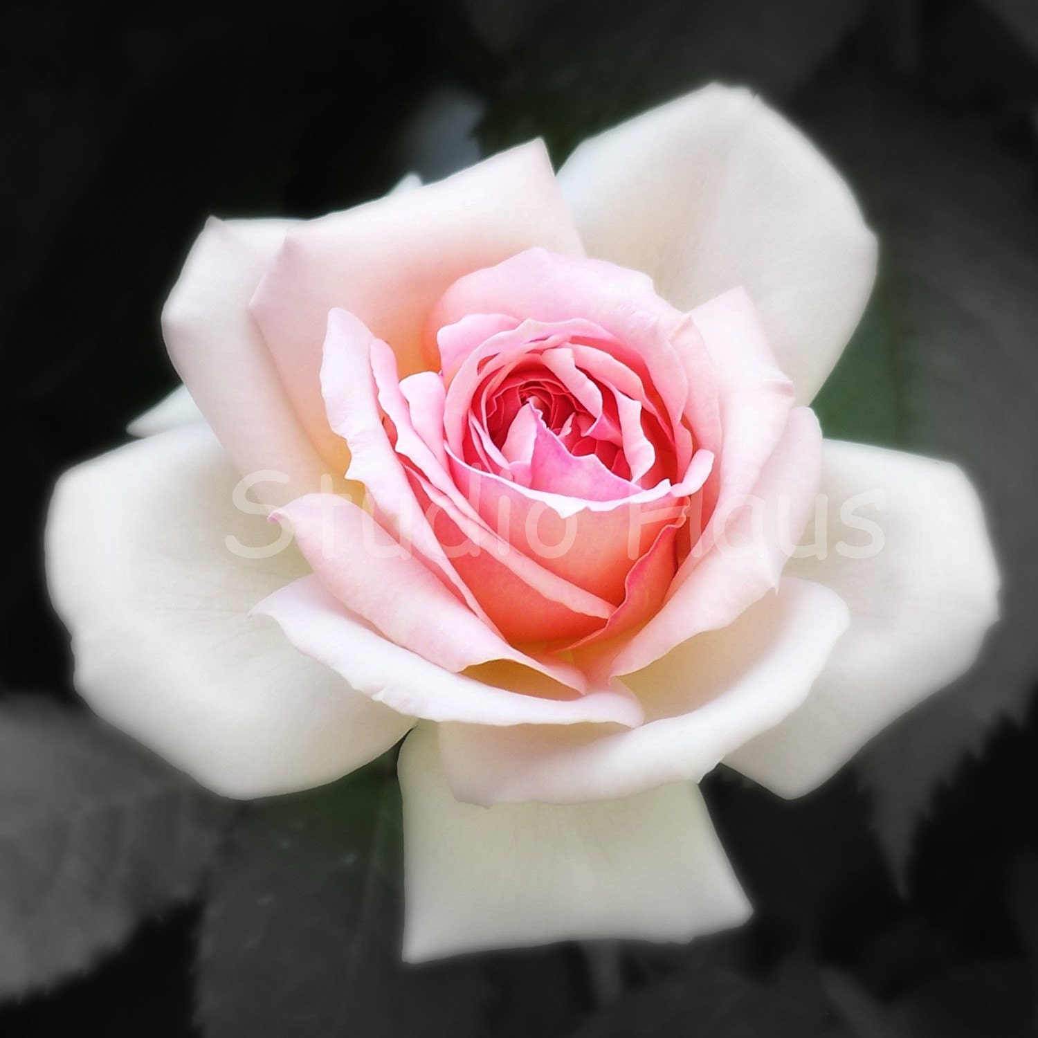 BOGO 50% off -  CYBER SALE -- Reminiscence - 5x7 or 5x5 - Fine Art Photography Print