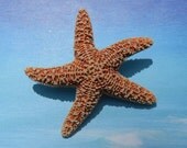 Natural Sugar Starfish Boutonniere or Corsage