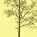 Tree Silhouette Lemon Yellow Graphic Nature Tee Shirt