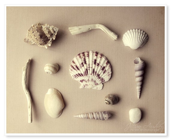 Seashells Photograph - 8x10 print - nature shell photography - minimalist beach photograph ocean seaside art - sepia tan rustic - natural