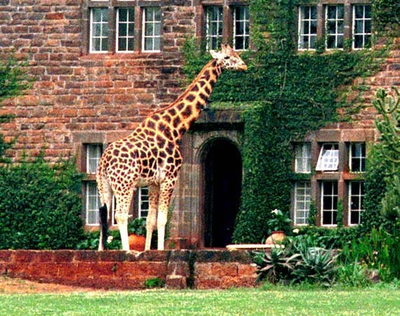 Giraffe Manor, Real Giraffe in Kenya, Africa, Wall Art