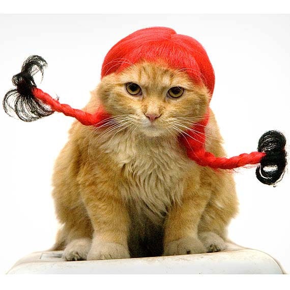 Cat Print, Pretty Cat in Red Wig Cute Kitty, 8x10 Cat