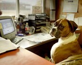 Boxer Dog, Boxer Art, Fawn Boxer, Flash Boxer, Brindle Boxer Dog Art