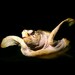 Sea Turtle Art Print, Underwater Sea Turtle Photograph