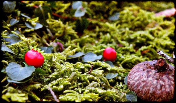 Tiny Forest - Fine Art Photograph - 5 foot wall print