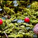 Tiny Forest - Fine Art Photograph - 5 foot wall print