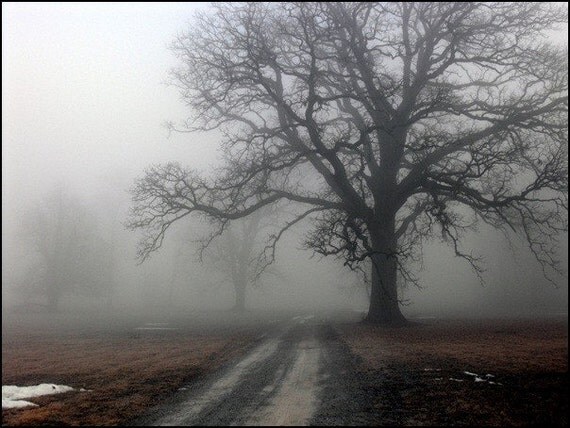 Halloween 100 yr old trees with fog landscape print canvas paper