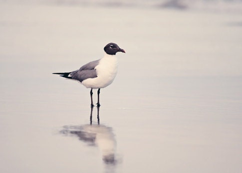 Animal Photo Fathers Day Dad bird seagull Summer ocean water sea nautical faded pale for him men dude white grey gray - Fine Art Photography