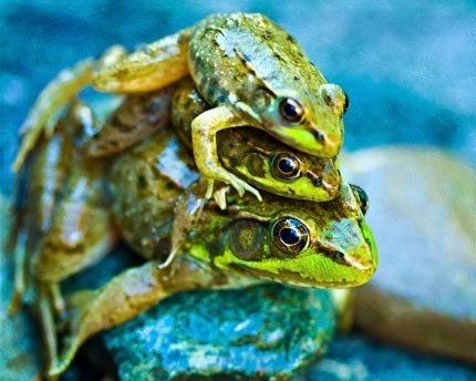 Frog Photography Fathers Day Dad summer Frogs dude men children kids boy under 10 funny humor 3 three green blue fun - Fine Art Print