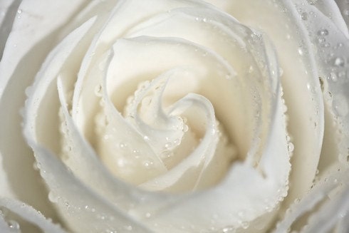 Spring Mothers Day White winter wedding for her women snow cream shabby chic romantic love flower rose water drops rain - Fine Art Photo
