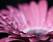 35% off SALE Mothers Day Spring Pink black rain water drops women flower colorful vivid sparkles sparkly - Drops of Love 2 - Fine Art Photo