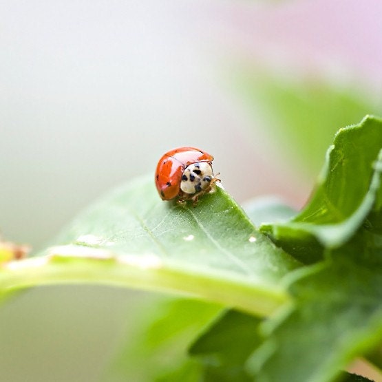 Ladybug Spring summer bright under 25 home decor cute children kids red green black little mini bug leaf colorful - Fine Art Photography