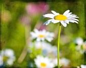 Flowers bright colorful under 50 women green yellow white vivid home decor elegant soft summer spring - Sunny Summer Day - Fine Art Print