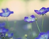 35% off SALE Flowers romantic love home decor dark purple gold golden green light spring summer soft print photograph - 5x7 Fine Art Photog