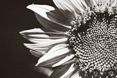 Winter Black and white romantic grey gray winter dark love flower sunflower - Fine Art Photography Print