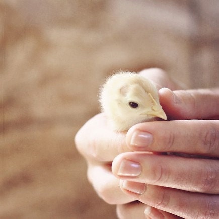 Easter Photo Animal nursery art Spring farm decor for children kids chick baby chicken hand holding cute yellow tan pale - Fine Art Print